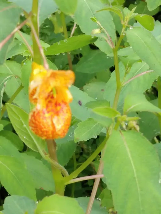 Meadow Creek Campground Picture 1