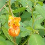 Meadow Creek Campground