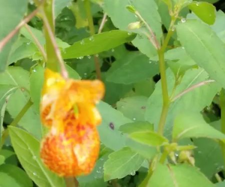 Meadow Creek Campground