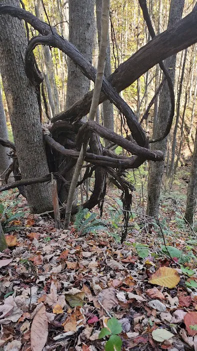 Blue Jay Campground Picture 8