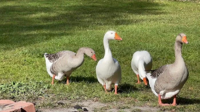 White Oak River Campground Picture 4