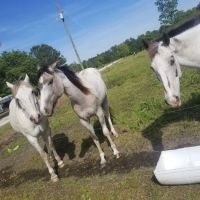 Whippoorwill Camp Ground ico