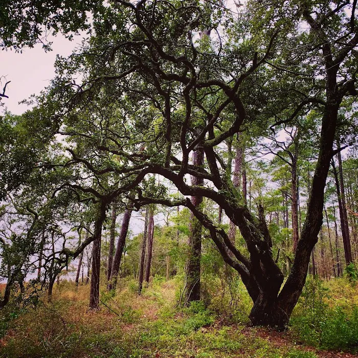Oyster Point Campground Picture 8