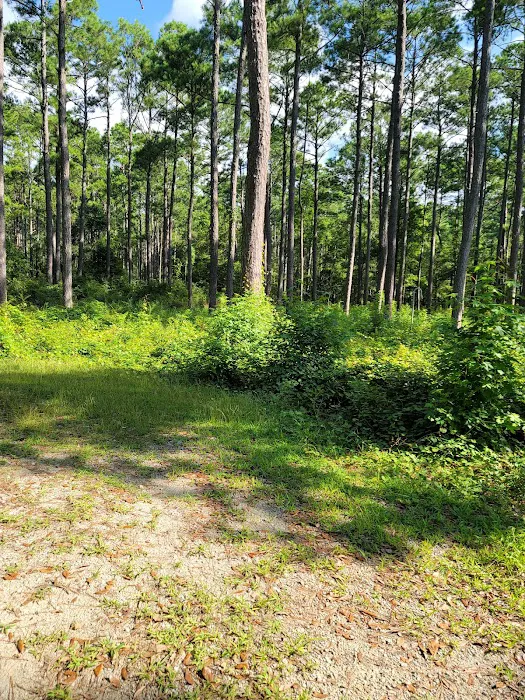 Oyster Point Campground Picture 5