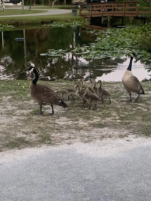 Whispering Pines RV Park & Campground Picture 10