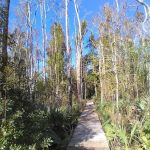 Hawkins Creek Campground