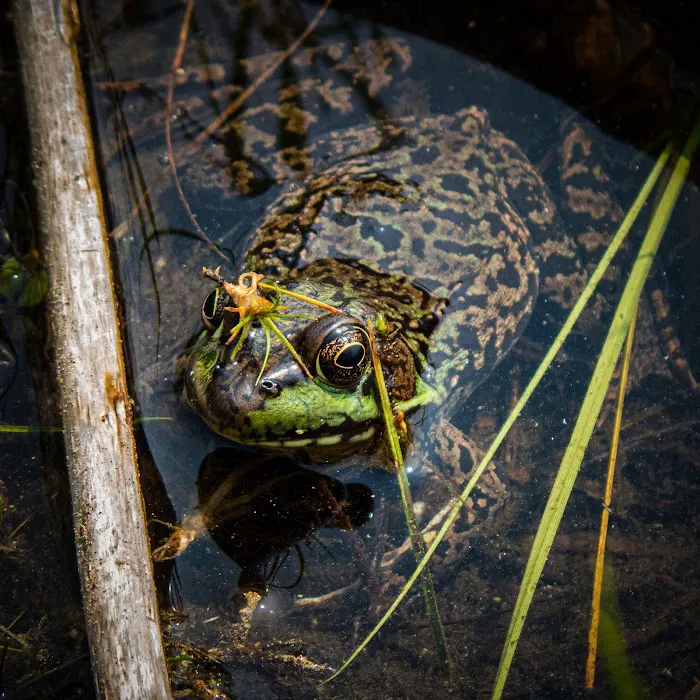 Thoroughfare Campsite #2 Picture 3