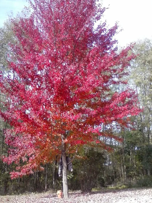 Island View Campgrounds Picture 1