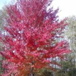 Island View Campgrounds