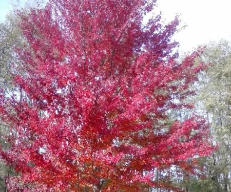 Island View Campgrounds