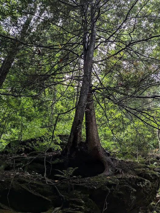 Nature's Way Picture 1