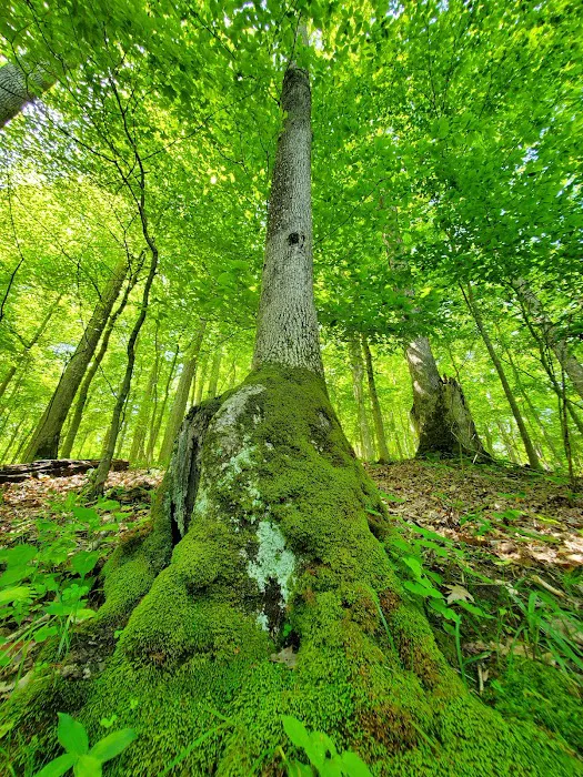 Oak Hill Campground Picture 7