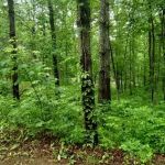 Iron Ridge Campground