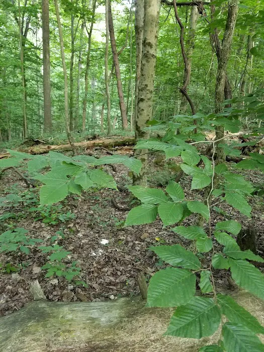 Hocking Hills Group Camping Picture 9
