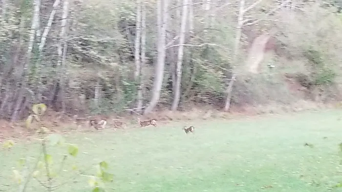 Ole Henry's Camping Retreat Picture 2