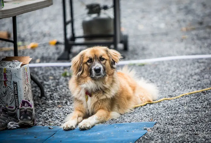 The Outpost - New River Gorge Campground Picture 3