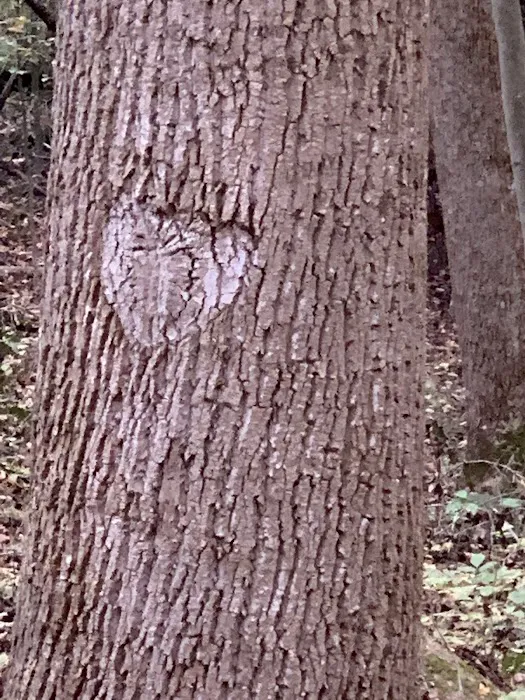 NPS Burnwood Group Campground Picture 6