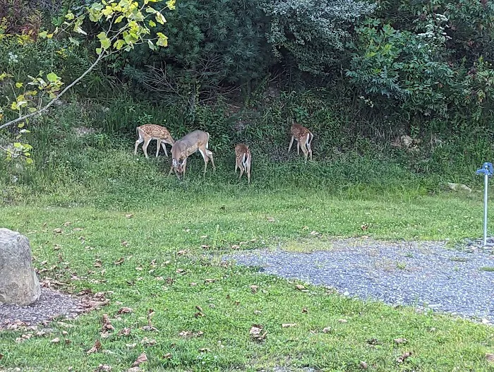 Happy Camper Picture 7