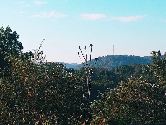 Beech Fork Campgrounds Picture 9