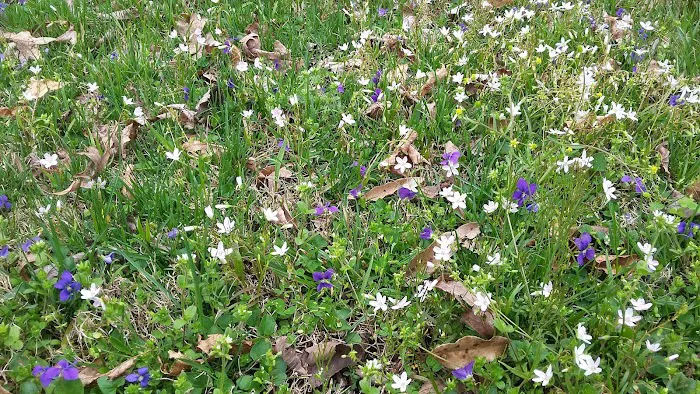 Scioto Trail State Park Walk-In Camping Area Picture 3