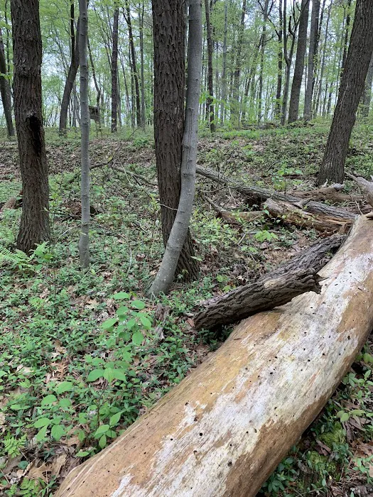 Tar Hollow North Ridge Campground Picture 6