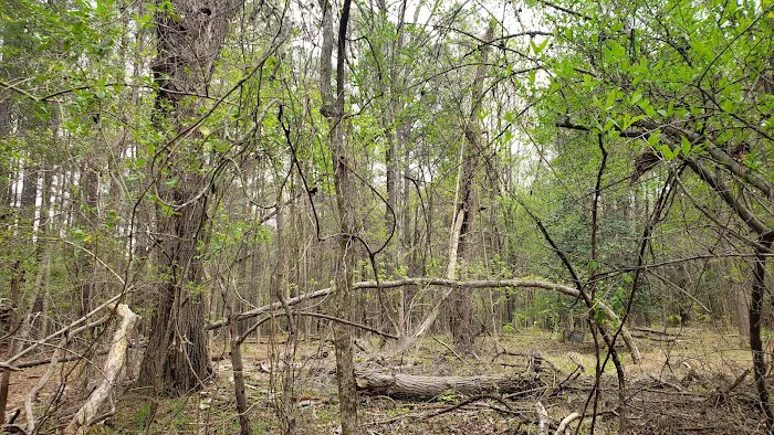 Parkers Creek Campground Picture 6