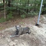 Poplar Point C Loop Campground, lot 39