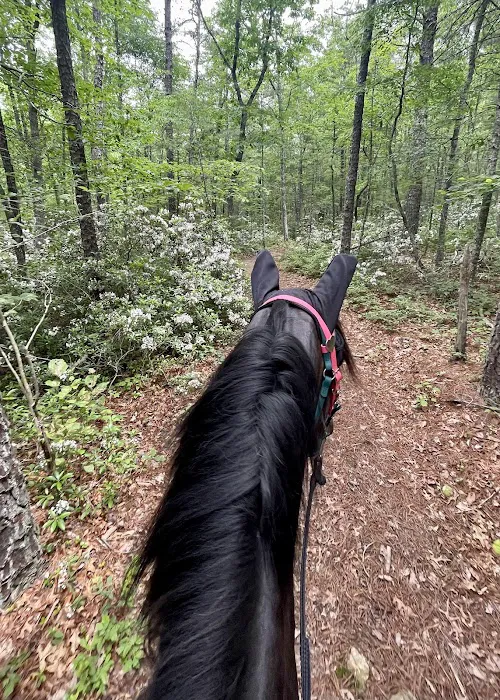 Iron Mountain Horse Camp Picture 10