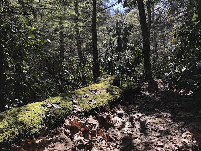 Comers Rock Recreation Area Picture 6