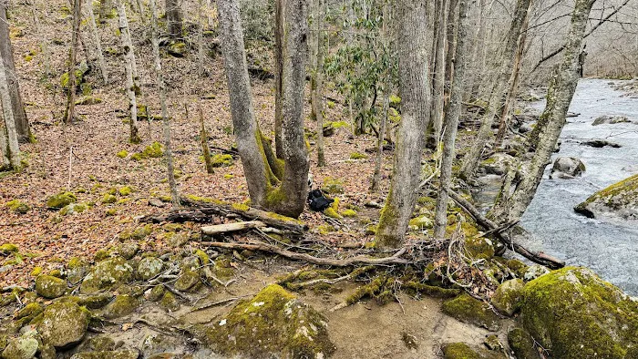 Glade Creek Campground Picture 6