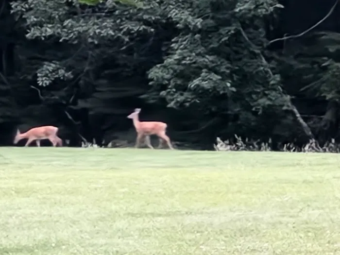 Little Beaver State Park Campground Picture 1