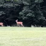 Little Beaver State Park Campground
