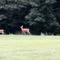 Little Beaver State Park Campground ico