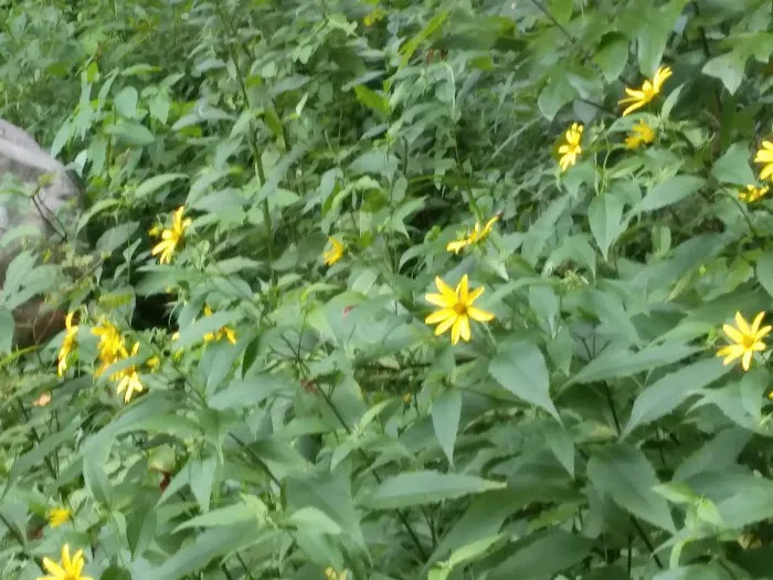 Thayer Campground Picture 4