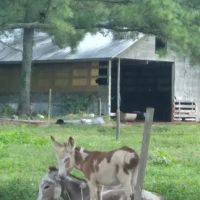 By the Creek Campground ico