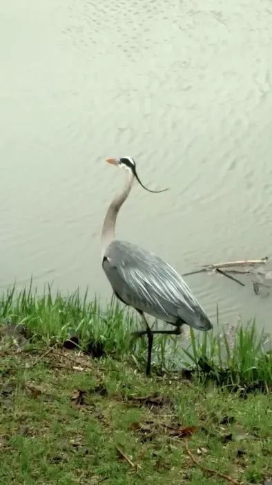 Harbor Landing Campground Picture 3