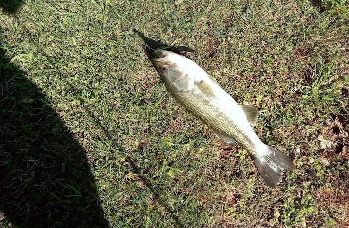 Paradise Acres Campgrounds and Marina Picture 2