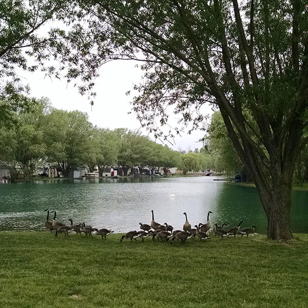 Wild Wings Campground & Marina Picture 3