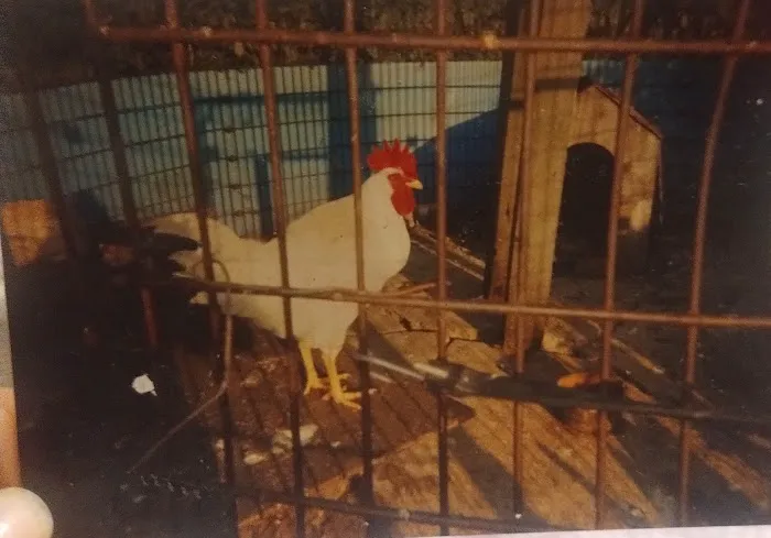 Fox's Den Campground Picture 6