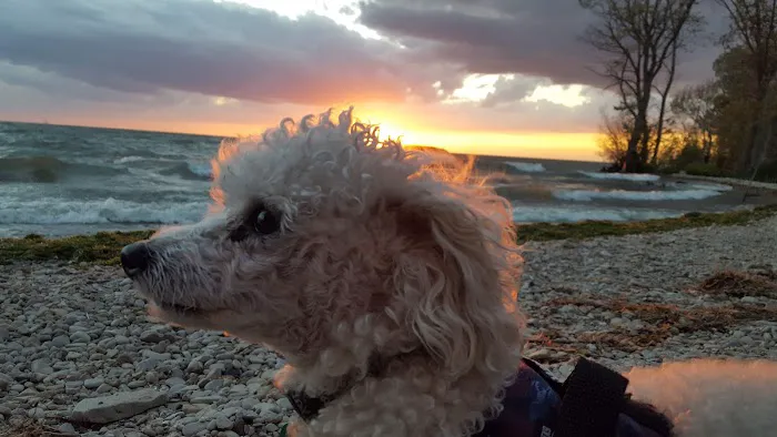 Middle Bass Island State Park Campground Picture 2