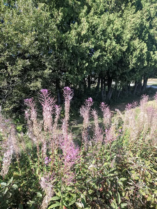 Trafton Lake Campground Picture 9