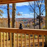 Honey Bear Cabin ico