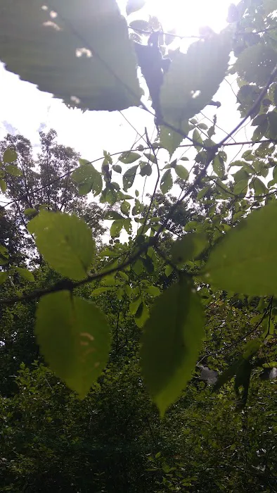 Deer Creek State Park Campground Picture 6