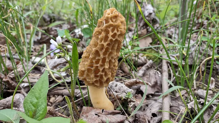 Camp Shroom Hocking Hills Picture 1