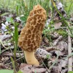 Camp Shroom Hocking Hills