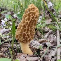 Camp Shroom Hocking Hills ico