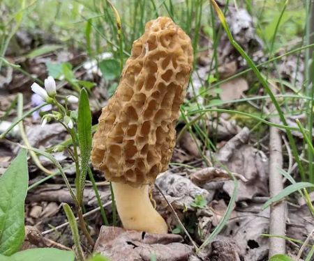 Camp Shroom Hocking Hills