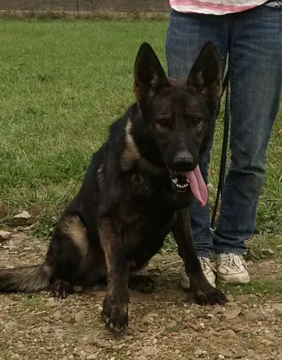 Hocking State Forest Horseman's Camp Picture 9