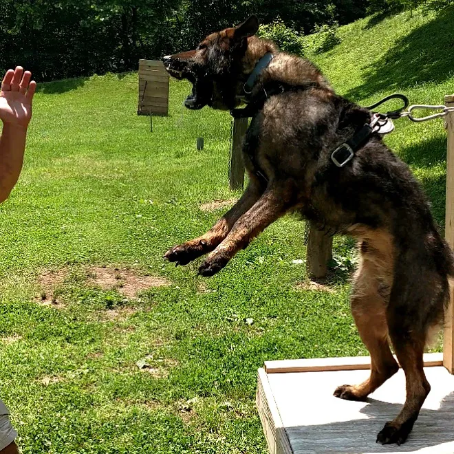 Hocking State Forest Horseman's Camp Picture 10