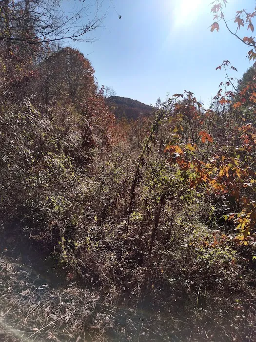 Shawnee Backpacking Camp 2 Picture 5